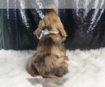 Small Photo #34 Cocker Spaniel Puppy For Sale in WARSAW, IN, USA
