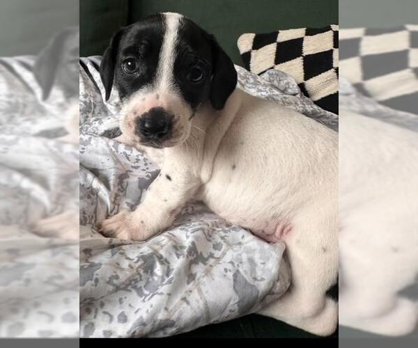 Medium Photo #6 Basset Hound-Unknown Mix Puppy For Sale in Los Angeles, CA, USA