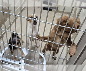 Mutt Dogs for adoption in Decatur, IL, USA