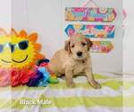 Small Photo #3 Goldendoodle Puppy For Sale in ALTUS, OK, USA