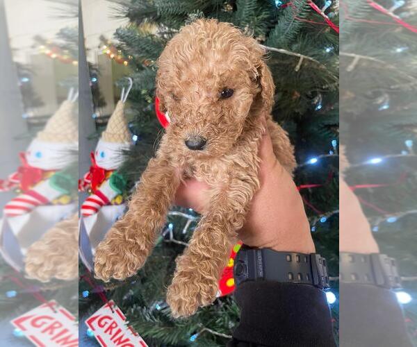 Medium Photo #1 English Cream Golden Retriever-Poodle (Standard) Mix Puppy For Sale in LOS ANGELES, CA, USA