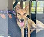 Small #5 Basenji Mix