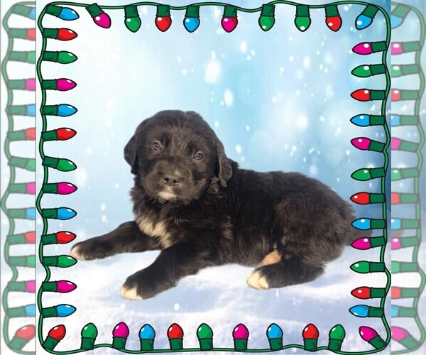 Medium Photo #67 Golden Mountain Dog Puppy For Sale in BLACK FOREST, CO, USA