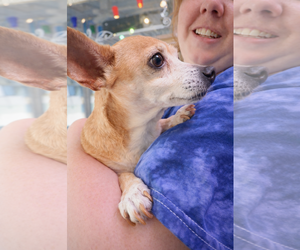 Sugar Chi - Female Chihuahua Dog for Adoption - Photo #4