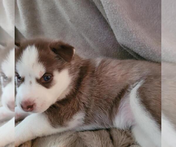 Medium Photo #1 Siberian Husky Puppy For Sale in COLUMBIA, MD, USA