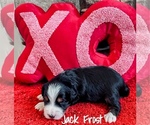 Puppy Jack Frost Miniature Bernedoodle