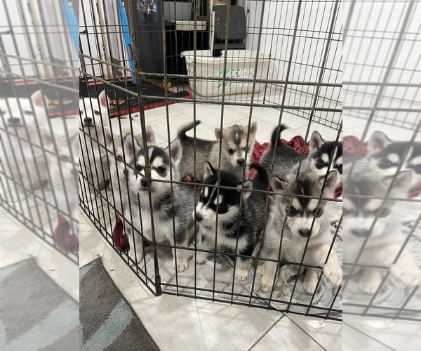 Medium Photo #1 Siberian Husky Puppy For Sale in STANARDSVILLE, VA, USA