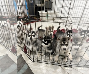 Siberian Husky Puppy for sale in STANARDSVILLE, VA, USA