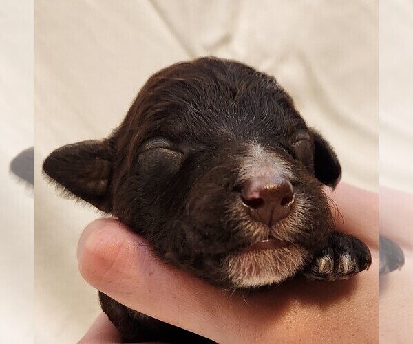 Medium Photo #5 F2 Aussiedoodle Puppy For Sale in COLUMBIA, TN, USA