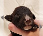 Small #4 F2 Aussiedoodle