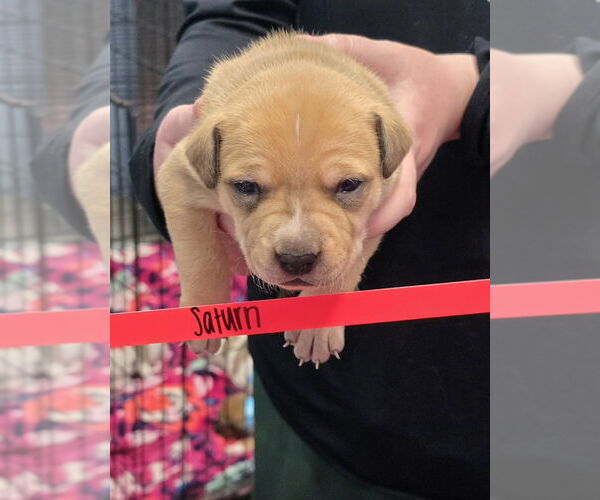 Medium Photo #4 Mutt Puppy For Sale in Evansville, IN, USA