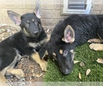 Small Photo #2 German Shepherd Dog Puppy For Sale in TEMPLE, TX, USA