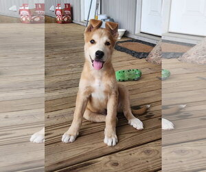 Siberian Husky-Unknown Mix Dogs for adoption in Oakhurst, NJ, USA
