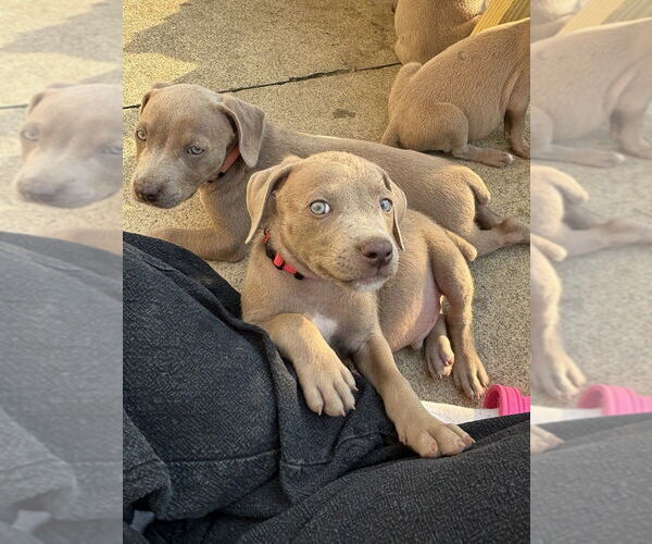 Medium Photo #4 American Staffordshire Terrier-Unknown Mix Puppy For Sale in Brewster, NY, USA