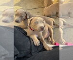 Small #3 American Staffordshire Terrier Mix