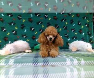 Father of the Poodle (Toy) puppies born on 02/14/2023