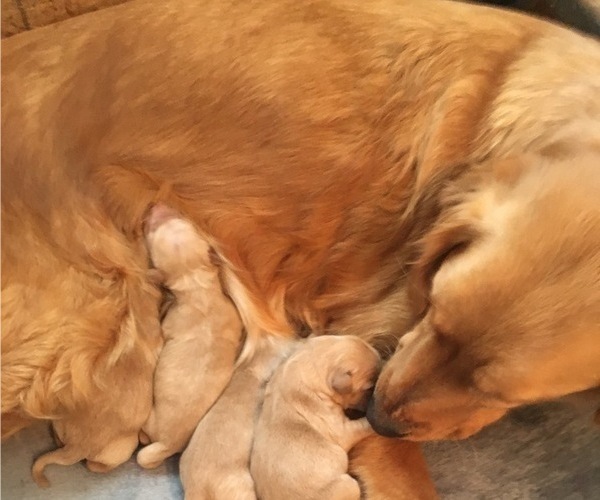 Medium Photo #1 Golden Retriever Puppy For Sale in NUNN, CO, USA