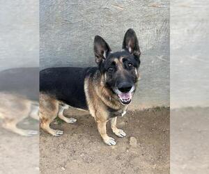 German Shepherd Dog Dogs for adoption in Ojai, CA, USA