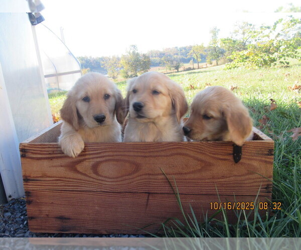 Medium Photo #6 Golden Retriever Puppy For Sale in SINGERS GLEN, VA, USA