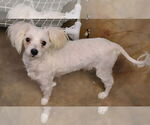 Small #2 Maltese Mix