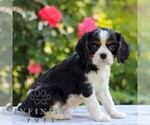 Small #2 Cavalier King Charles Spaniel