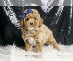 Small #4 Poodle (Toy)