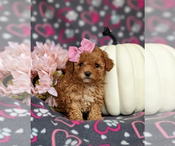 Medium Photo #6 Poodle (Toy) Puppy For Sale in ELKTON, MD, USA
