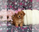 Small Photo #6 Poodle (Toy) Puppy For Sale in ELKTON, MD, USA