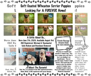 Soft Coated Wheaten Terrier Puppy for Sale in LEBANON, Indiana USA