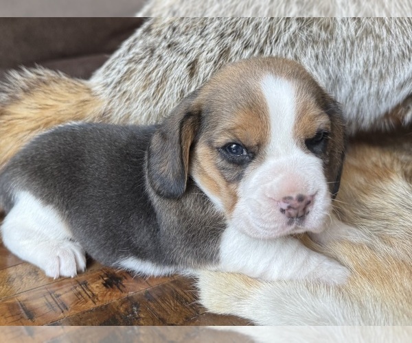 Medium Photo #1 Beagle Puppy For Sale in FORDLAND, MO, USA