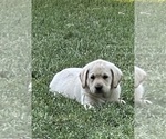 Puppy Lt Yellow Male Labrador Retriever