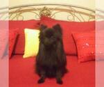 Small Photo #1 Pomeranian Puppy For Sale in DECATUR, TX, USA