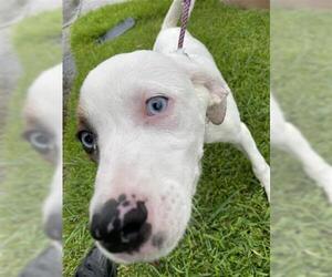 Labrador Retriever-Unknown Mix Dogs for adoption in Houston, TX, USA