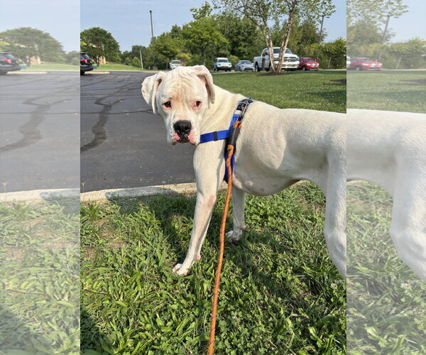 Medium Photo #2 Boxer Puppy For Sale in Woodbury, MN, USA