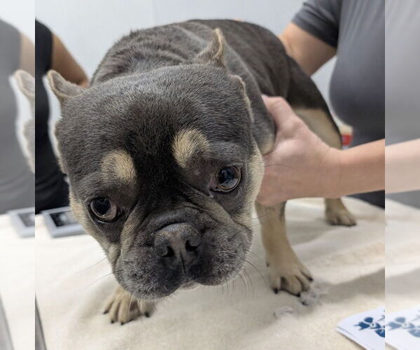 Medium Photo #1 French Bulldog-Unknown Mix Puppy For Sale in Chico, CA, USA