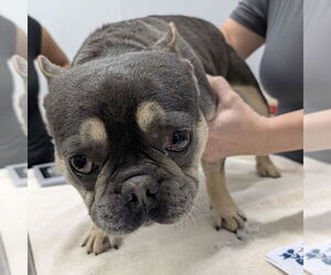 French Bulldog-Unknown Mix Dogs for adoption in Chico, CA, USA