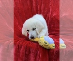 Puppy 5 Golden Labrador