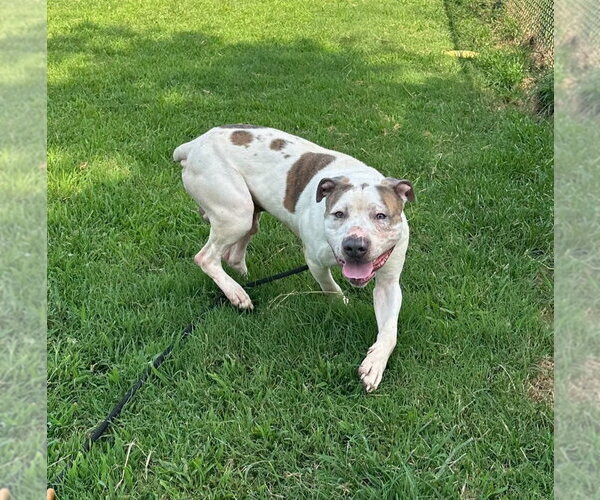 Medium Photo #4 Mutt Puppy For Sale in Evansville, IN, USA