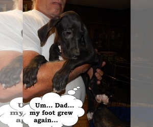Great Dane Puppy for Sale in SPRAGGS, Pennsylvania USA
