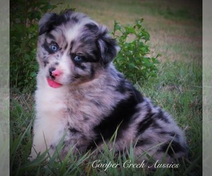 Miniature Australian Shepherd Puppy for sale in SMITHVILLE, AR, USA