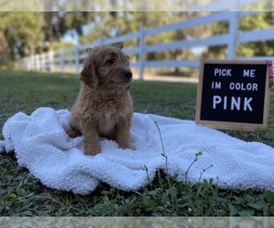 Golden Retriever-Poodle (Toy) Mix Puppy for sale in LITHIA, FL, USA