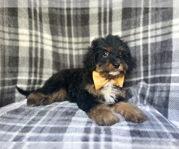 Medium Photo #7 Cavapoo Puppy For Sale in LAKELAND, FL, USA