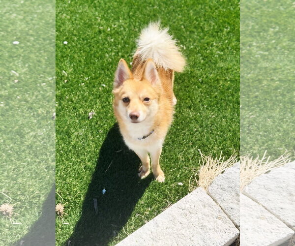 Medium Photo #2 Pomeranian-Unknown Mix Puppy For Sale in Perth Amboy, NJ, USA
