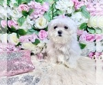 Small Photo #91 Maltese Puppy For Sale in HAYWARD, CA, USA