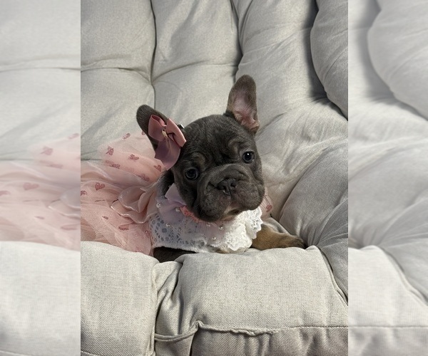 Medium Photo #6 French Bulldog Puppy For Sale in MC GRAW, NY, USA