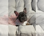 Small #5 French Bulldog