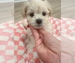 Puppy Toy Maltipoo 5 Maltipoo
