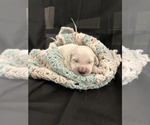 Small Photo #7 English Cream Golden Retriever Puppy For Sale in PINEHURST, TX, USA
