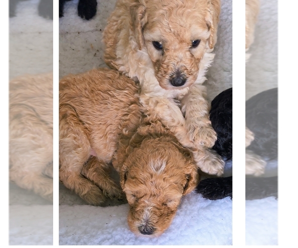Medium Photo #1 Poodle (Standard) Puppy For Sale in WINCHESTER, TN, USA