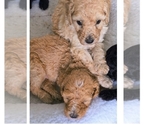 Puppy 2 Poodle (Standard)